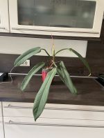 Philodendron Bicolor Rarität Leipzig - Altlindenau Vorschau