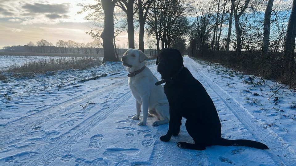 Hund sucht Aufgabe in Kutenholz