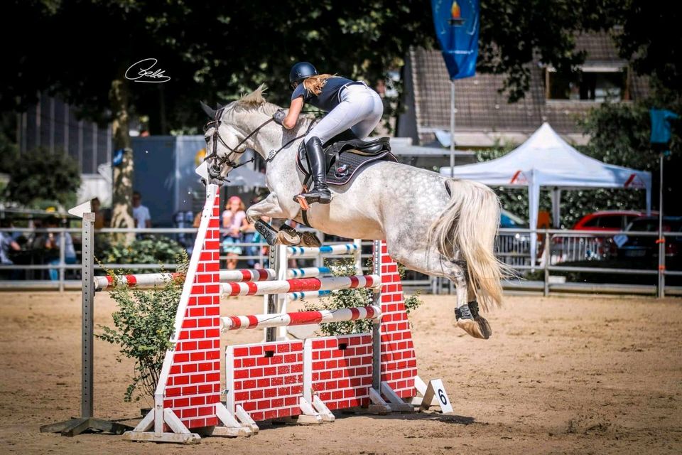 Springpferd/ Umsteigerpferd Wallach Freizeitperd in Nienberge