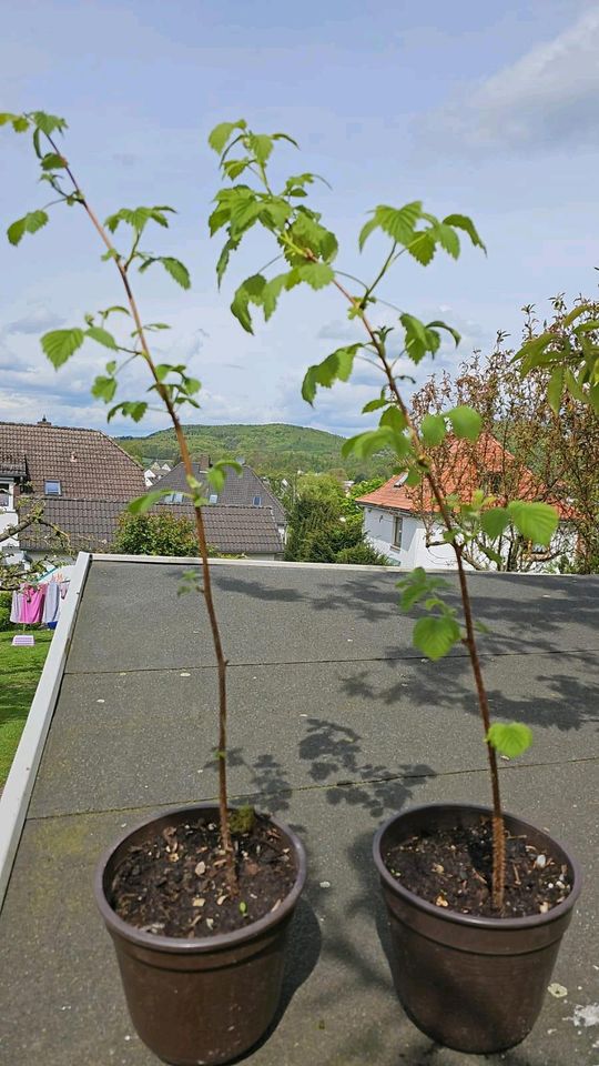 Himbeerpflanzen gelb,Sorte Valentina im Topf in Stadtoldendorf