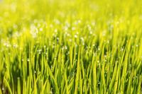 Rasensamen 10 Kg Sack / Rasen / Wiese / Garten / Grassamen Rheinland-Pfalz - Mayen Vorschau