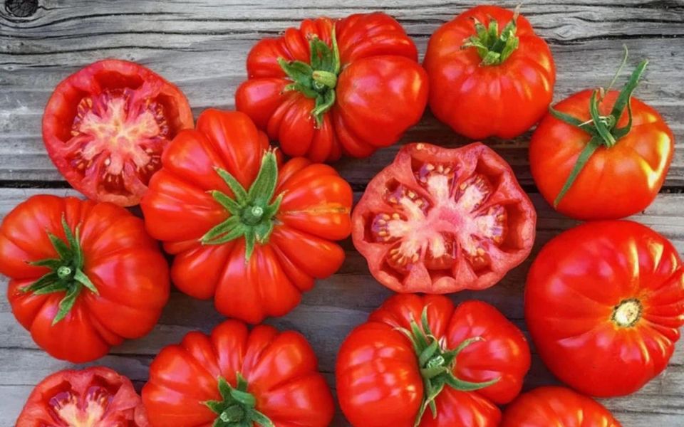 Tomaten Setzlinge | Rosso Sicilian in Urbach