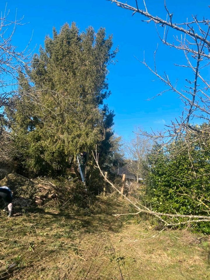 Hecken Schnitt und Baumfällungen in Nideggen / Düren