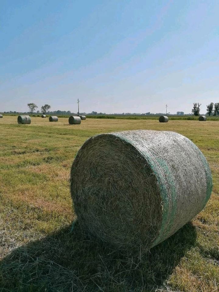 Heulage in Rundballen vom 1. Schnitt Mitte Mai 2024 in Butjadingen