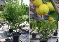 Zitronenbaum, Zitrone, Citrus limon, essbare Früchte, TOP Nordrhein-Westfalen - Willich Vorschau