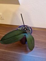 Orchidee zum retten Frankfurt am Main - Preungesheim Vorschau