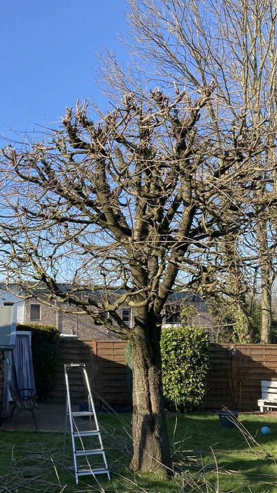 Gartenarbeit Baumfällarbeiten Sturmschäden Rasen Hecke in Eschweiler