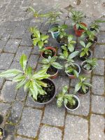 Gartenpflanze Kirschlorbeer Bayern - Massing Vorschau