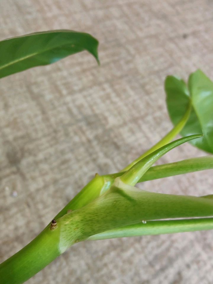 2 große Philodendron Burle Marx Variegata XXL Zimmerpflanze in Stuttgart