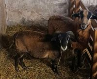 Bock Kamerun Mufflon Sachsen - Strehla Vorschau