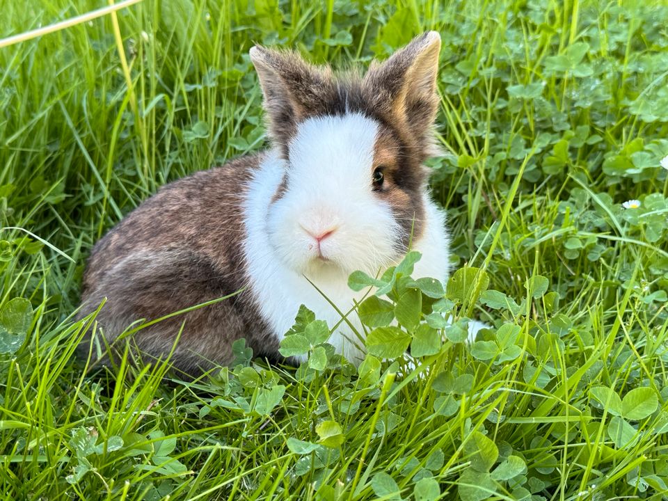 Löwenköpfchen, Zwergkaninchen in Neubrandenburg