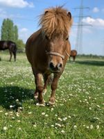 Offenstall für Shetty/ Welsh-Pony Nordrhein-Westfalen - Waltrop Vorschau