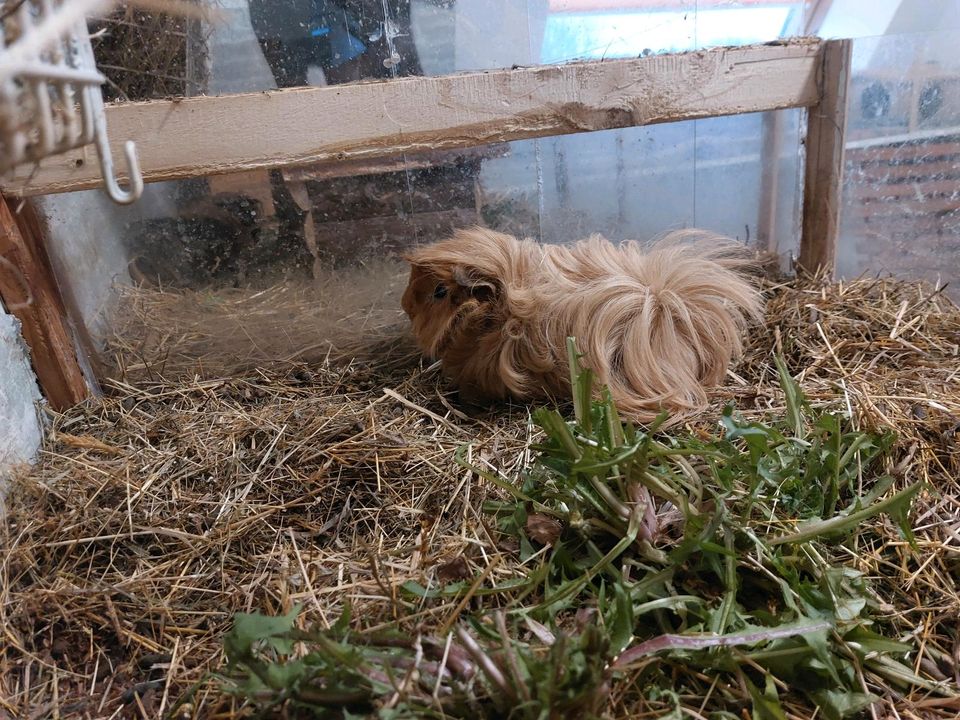 Meerschweinchen Peruaner Bock in Falkenstein/Vogtland