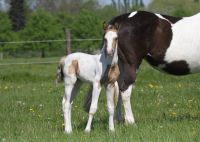 DRP Deutsches Reitpony / Pinto  Hengst Fohlen Absetzer Friedrichsruhe - Goldenbow Vorschau