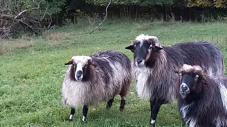 Krainer Steinschafe, 3 Schafe,  Preis für alle zusammen in Deggenhausertal
