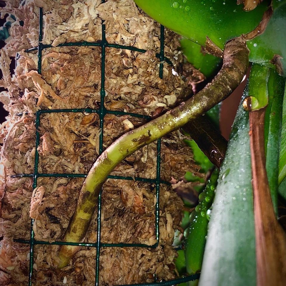 Moosstäbe für Philodendron Monstera Variegata Syngonium Hoya in Osnabrück