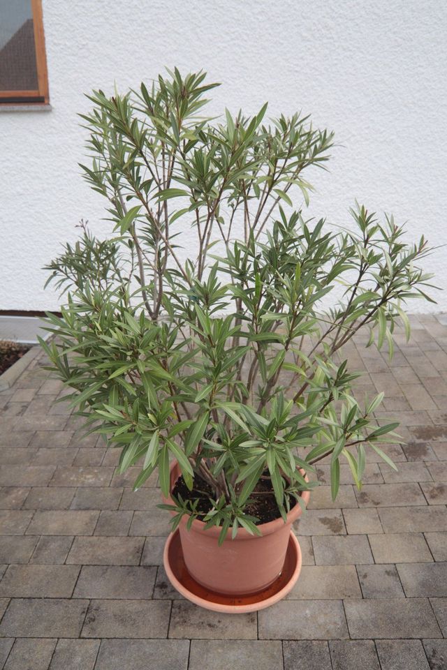 Schöner großer Oleander mit schönem Topf 1,50m Kübelpflanze in Berglen