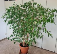 Zimmerpflanze Ficus Benjamina auch Birkenfeige gen. 170cmx 150cm Sachsen - Lichtenau Vorschau
