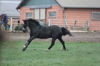 Reitbeteiligung Pferd Pony Schleswig-Holstein - Kiel Vorschau