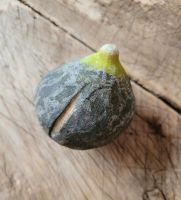 Antike Alabaster Stein Frucht, Feige, Obst, Shabby Patina Niedersachsen - Blender Vorschau