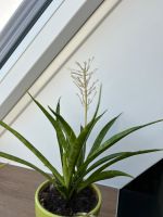 Sansevieria Parva Nordrhein-Westfalen - Nordwalde Vorschau