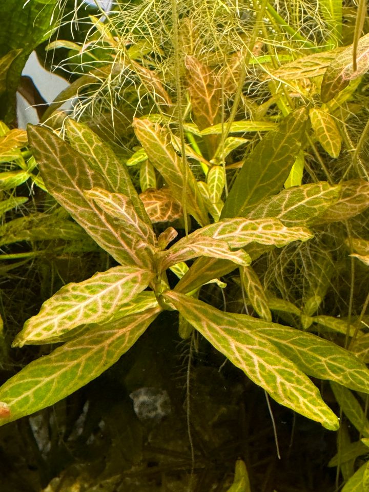 Aquarium Hygrophila polysperma 'Rosanervig' Sunset-Wasserfreund in Pliezhausen