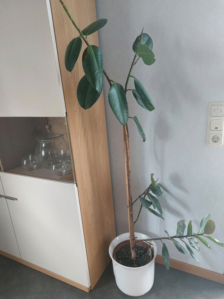 Gummibaum - Ficus Robusta - zu verschenken in Wiehl