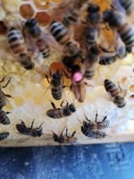 Bienenköniginnen auf 10 Rähmchen Bayern - Neuburg a.d. Donau Vorschau