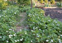 10 x  Elsanta Erdbeerpflanzen aus eigenem Garten Hessen - Langen (Hessen) Vorschau