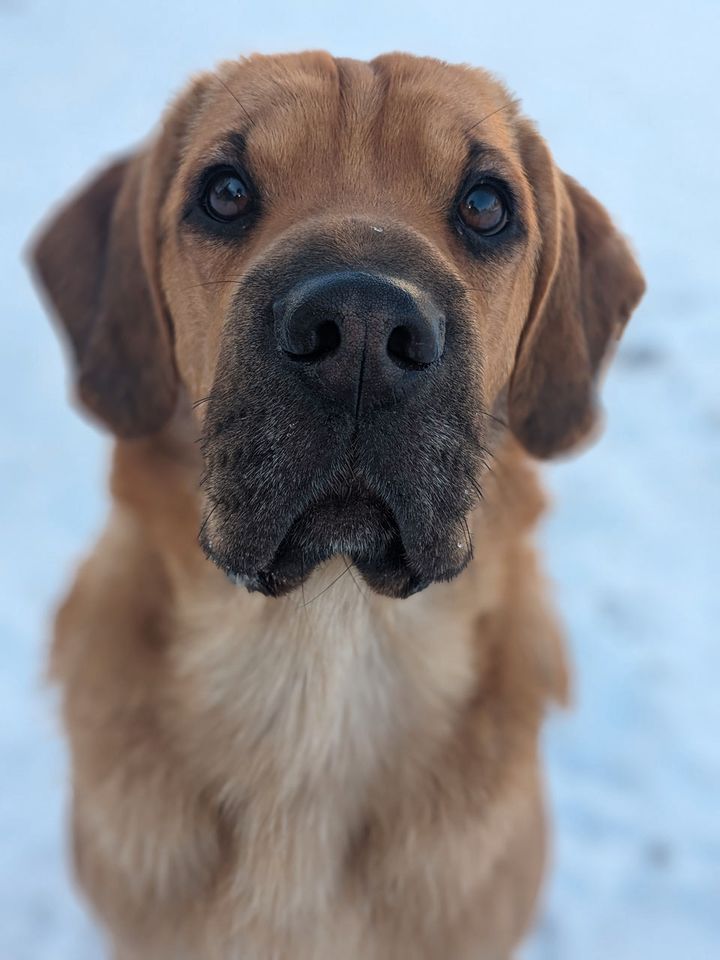 Bobby aus dem Tierschutz (1 Jahr) in 87648 Aitrang in Aitrang