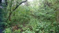 WALD - WIESE - FORST -     2 Grundstücke im Rheinland  PLZ  53498 Rheinland-Pfalz - Bad Breisig  Vorschau