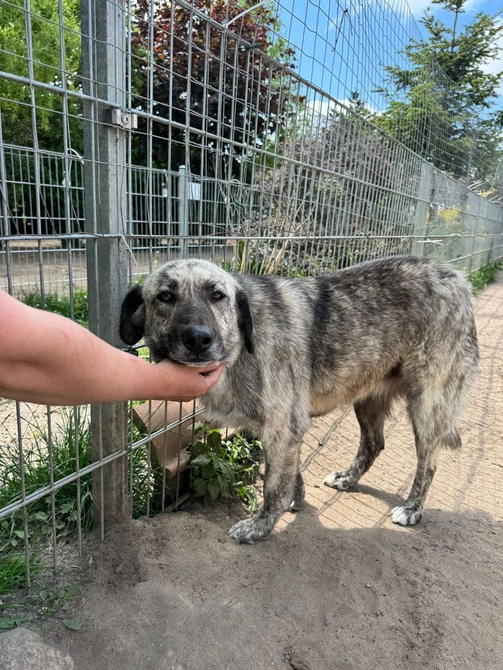 Liebe NORA ❤️ aus dem Tierschutz sucht ihre Familie in Möckern