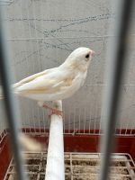 Kanarienvogel-Verkauf Bielefeld - Bielefeld (Innenstadt) Vorschau