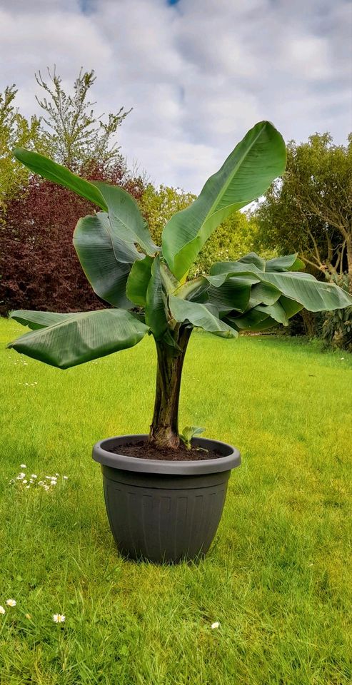 Grosse Musa Bananenpflanze Staude inkl. Ableger in Fehmarn