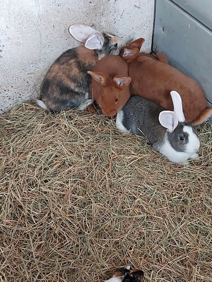 Kaninchen und Meerschweinchen*Rote Neuseeländer*Zwergkaninchen* in Walschleben