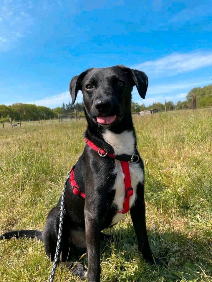 Süßer JOJO ❤️ sucht sein Zuhause! in Buxtehude