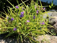 Dreimasterblume, blühendes Gras Brandenburg - Bad Freienwalde Vorschau