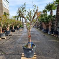 Granatapfelbaum Punica Granatum (Nr. 27) 50cm Stammu. 180cm hoch Nordrhein-Westfalen - Oberhausen Vorschau