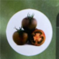 Schwarze Indigo Tomaten Setzling Baden-Württemberg - Schemmerhofen Vorschau