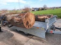 Stammholz 10 Meter 4x 2.5 m Buche 40 cm Durchmesser mit Lieferung Nordrhein-Westfalen - Enger Vorschau