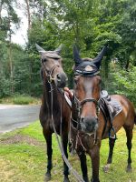 Reitbeteiligung für Springpferd Dressurpferd gesucht Nordrhein-Westfalen - Dorsten Vorschau