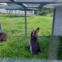Baby Kaninchen Baden-Württemberg - Mögglingen Vorschau