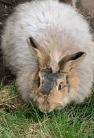 Angora Häsin Kreis Pinneberg - Elmshorn Vorschau