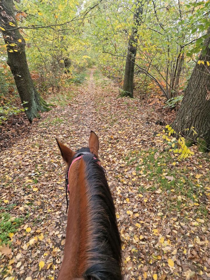 Reitbeteiligung zu vergeben in Doberlug-Kirchhain