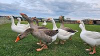 (Keine) Bruteier Gänse Bayrische Landgänse/ weiße Pommerngänse Thüringen - Greiz Vorschau