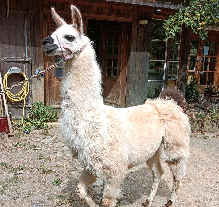 Lama- und Alpakaspaziergang in Stuttgart