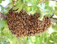 Bienen Schwarm entdeckt bitte Hier Melden Bayern - Wendelstein Vorschau