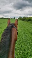 Suche Reitbeteidigung Schleswig-Holstein - Eggebek Vorschau