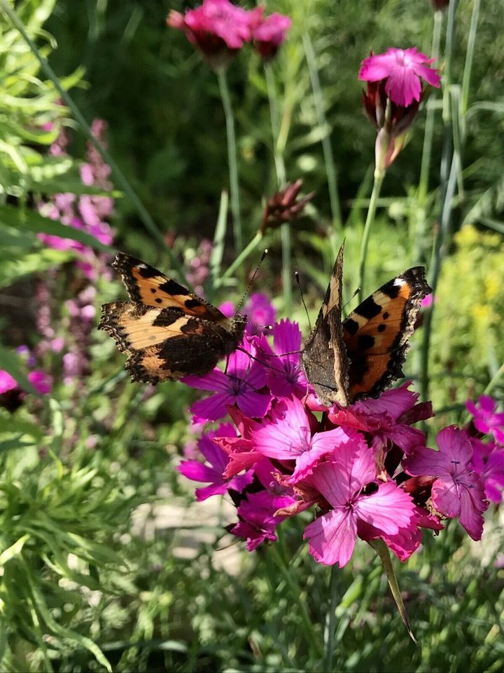 Naturbeetgestaltung Lebensinsel Wildstauden Beratung Insektenoase in Schwenningen