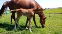 Missouri Foxtrotter Hengstfohlen Gangpferd Rheinland-Pfalz - Winterwerb Vorschau